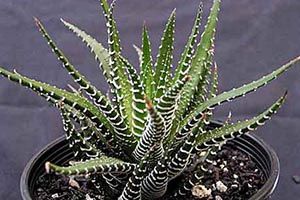 Zebra Haworthia | ASPCA