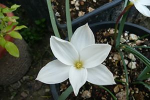 prarie lily