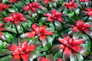 Blushing Bromeliad