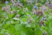 Borage