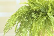 Boston Fern