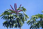 Australian Ivy Palm