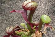 California Pitcher Plant