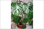 Cutleaf Philodendron