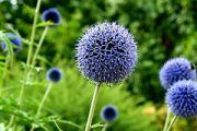 Globe Thistle