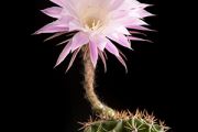 Easter Lily Cactus