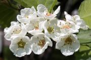 English Hawthorn