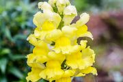 Garden Snapdragon