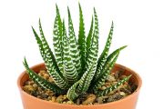 Haworthia