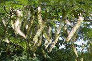 Honey Locust