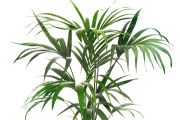 Kentia Palm