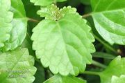 White Edged Swedish Ivy