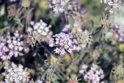 Sand Verbena