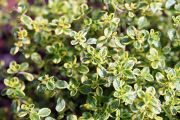 Thyme