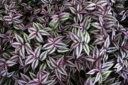 Variegated Inch Plant