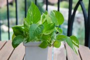 Variegated Philodendron