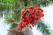 Dwarf Royal Palm