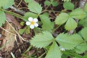 Wild Strawberry