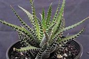 Zebra Haworthia