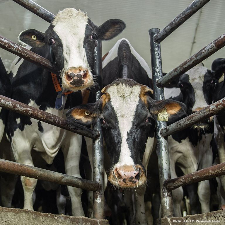 cows in a dirty barn looking through rusty gates
