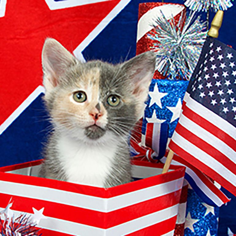 a kitten surround by american flags and patriotic party supplies