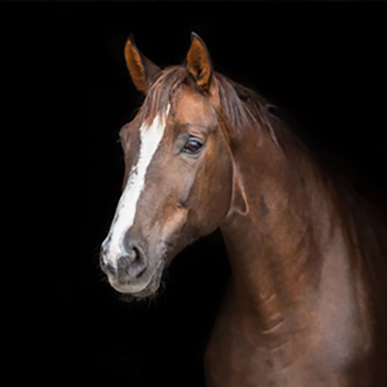 a brown horse on a black background
