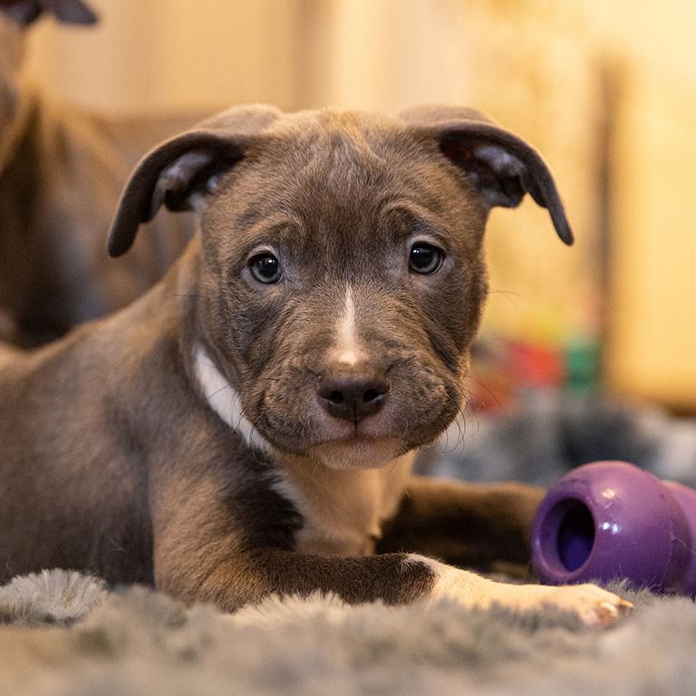 Pitbull puppy with a purple toy