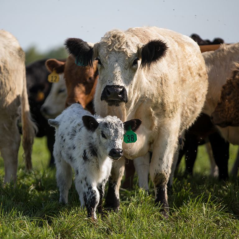 cream color cow with a her black and white spotted calf near other cows in a pasture