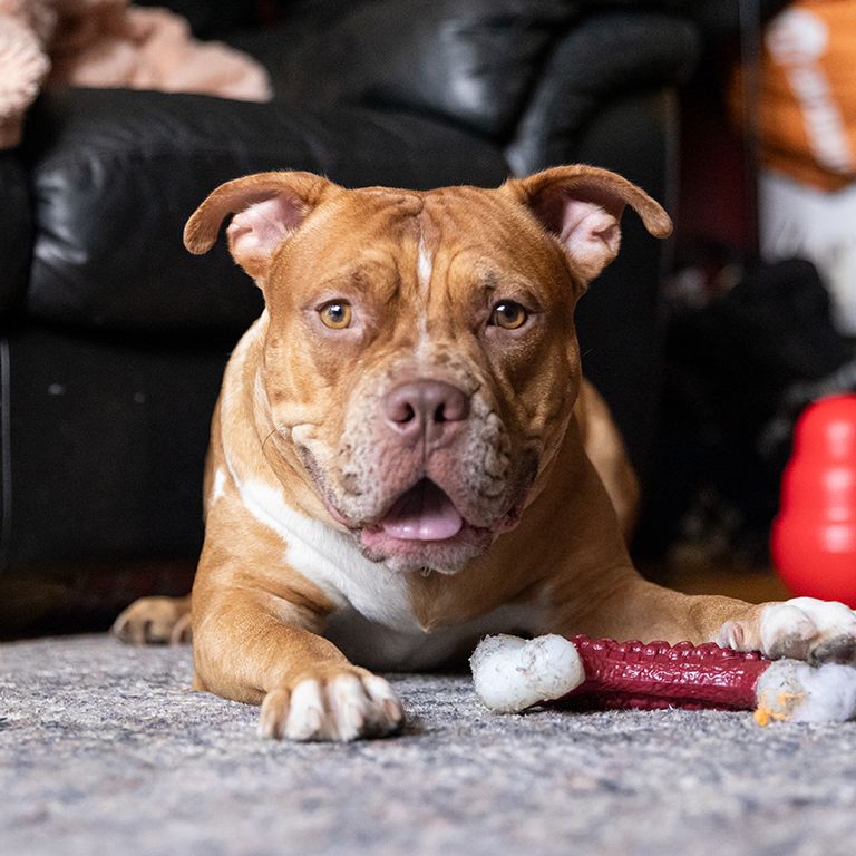 Advocacy Center l Ways to Advocate l Get Involved l ASPCA