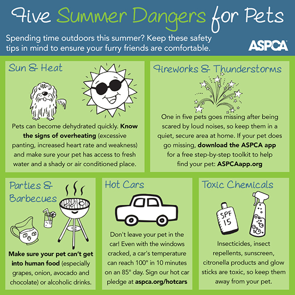 This Fourth of July, Celebrate Pet Safety