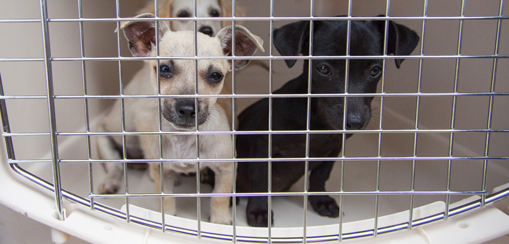 Puppies in carrier