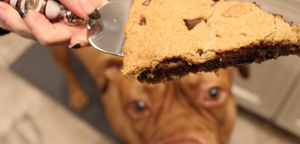  Dog looking at pie