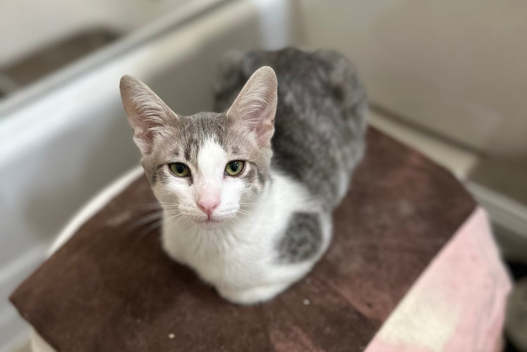 A grey cat lying down with their legs tucked underneath