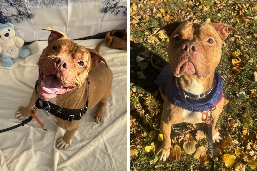 A brown dog sitting and smiling, and the same dog sitting outside on grass