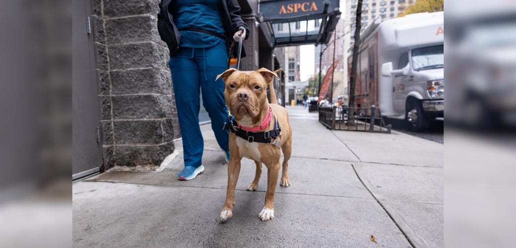 A brown dog walking outside