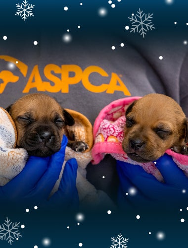 Two puppies being comforted by an ASPCA team member