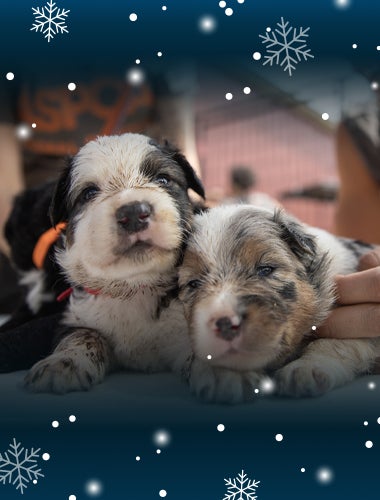 Two puppies being comforted by an ASPCA team member