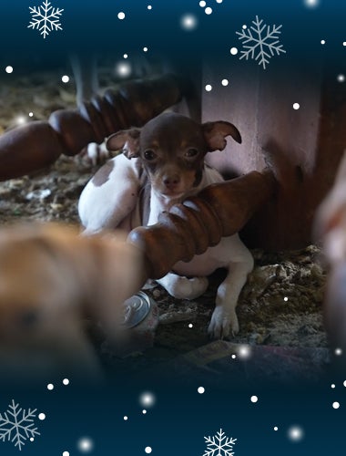 A small dog sits on a cold dirt floor beside an overturned wooden chair