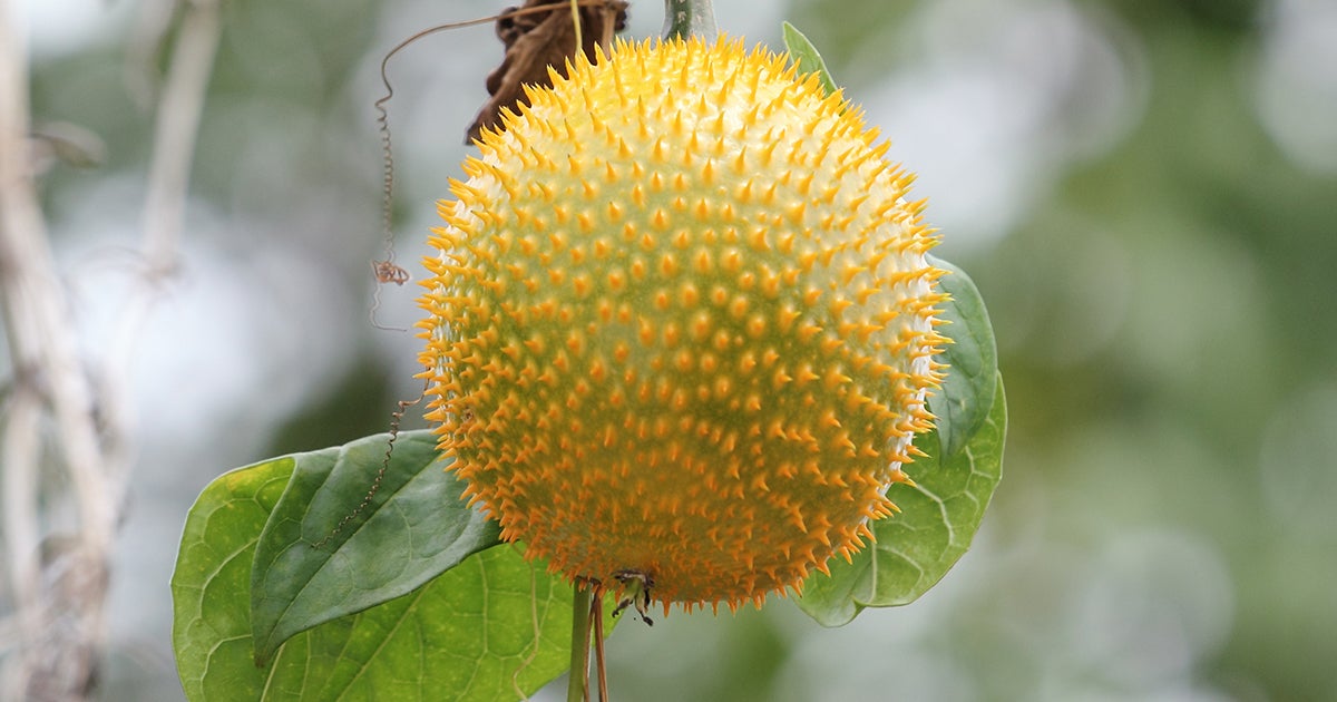 Teasel Gourd ASPCA