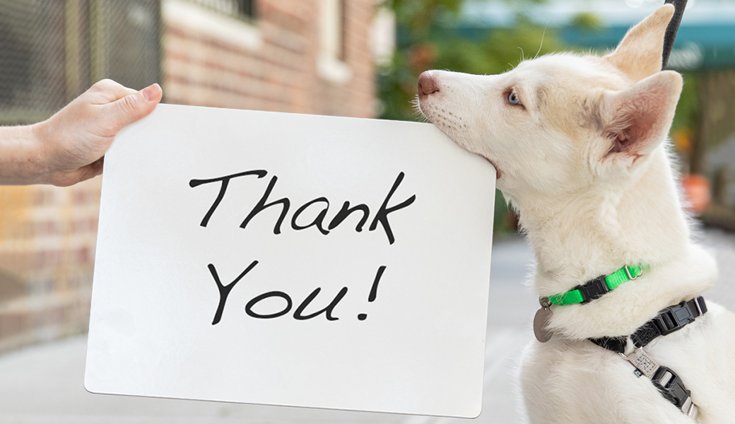 Thank YOU for All You've Done for Animals this Year and Every Year! | ASPCA