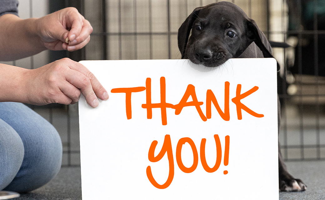 Thank You for EVERYTHING You've Done for Animals | ASPCA