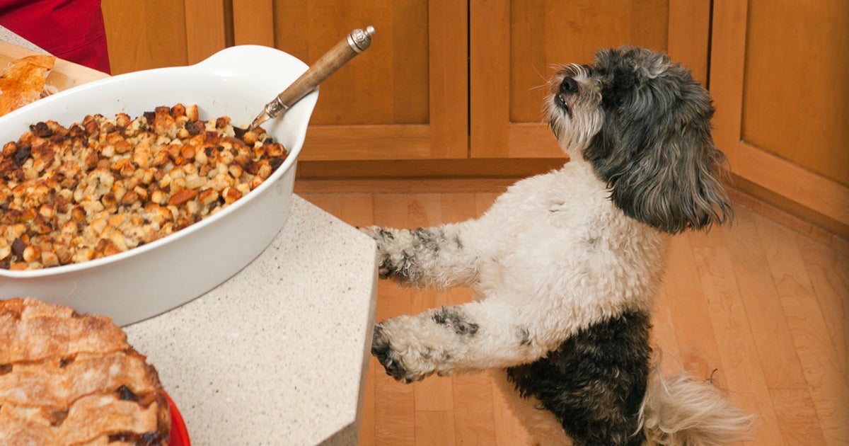 Thanksgiving Safety Tips | ASPCA