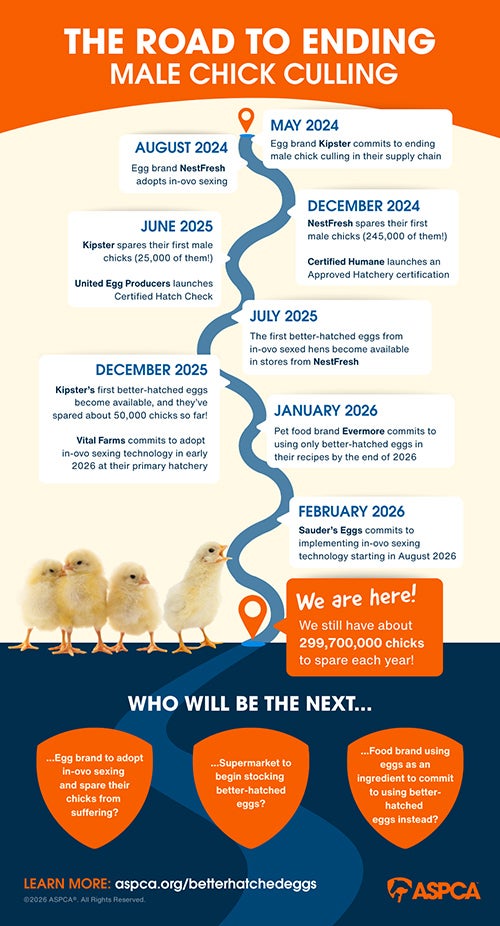 Road to Ending Male Chick Culling infographic