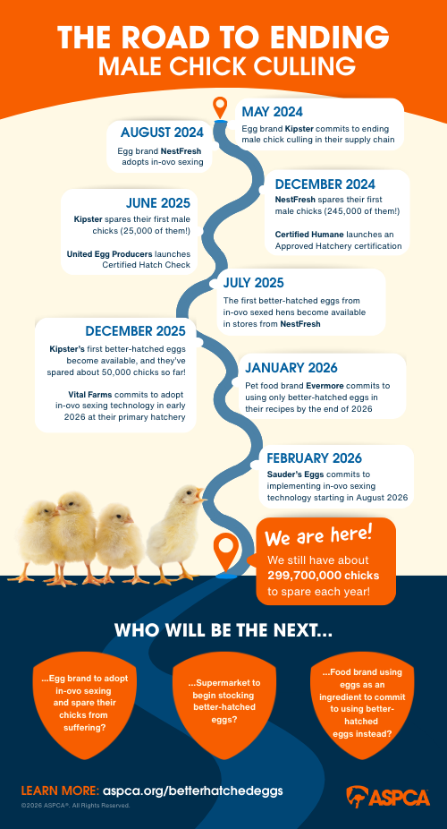 Road to Ending Male Chick Culling infographic