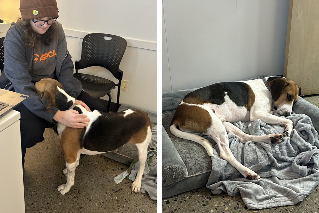 Tipper inside with staff and sleeping