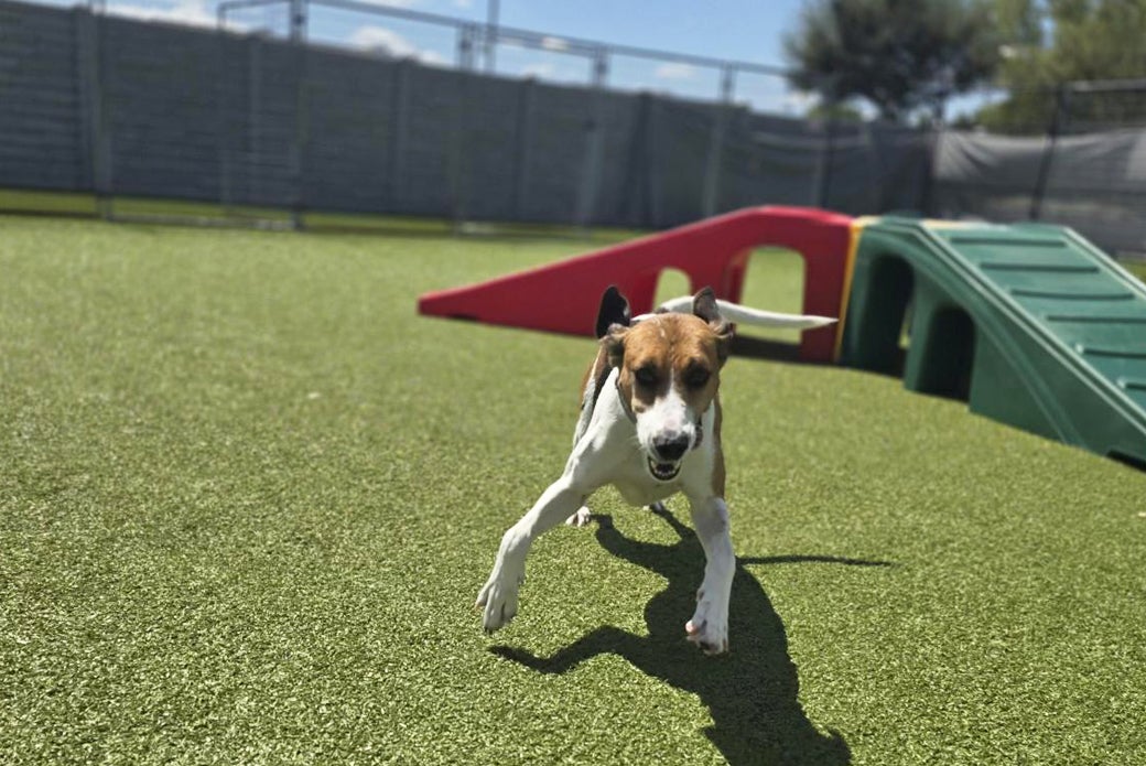 Tipper running outside