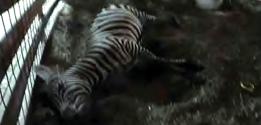 zebra with broken back