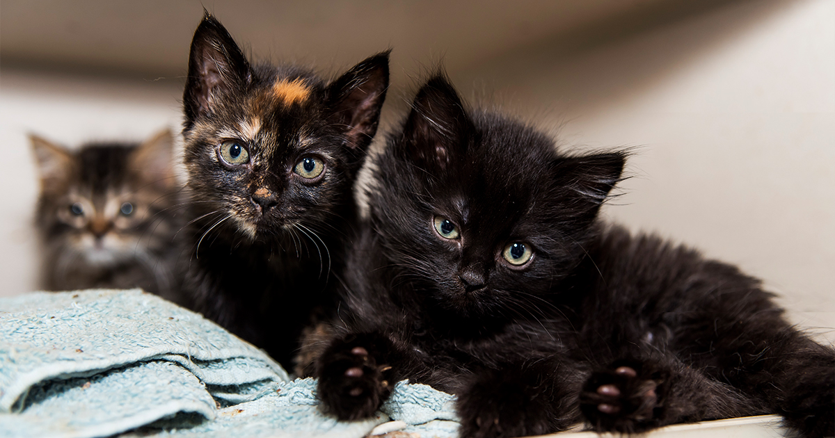 black cats to adopt near me