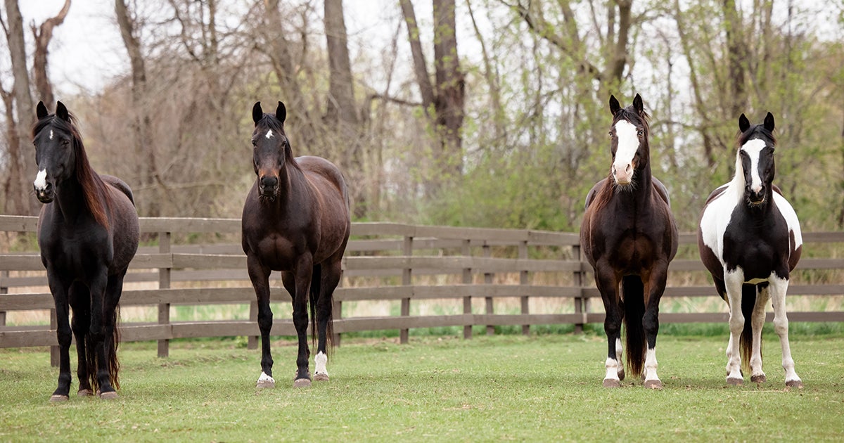 Advancing Horse Welfare ASPCA