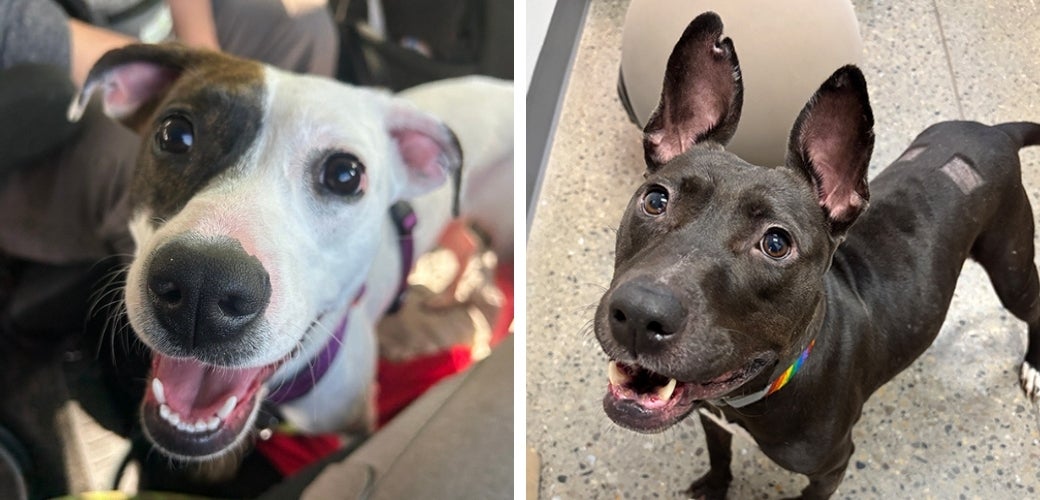 Three different dogs looking up at the viewer happily
